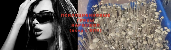 apvp Алзамай